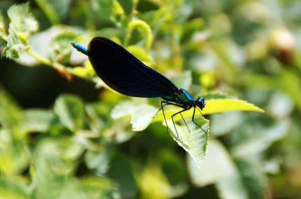 Demoiselle na sluncem osvětlené list — Stock fotografie