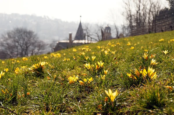 Yellow Crocus flowers above the city — Stock Photo, Image