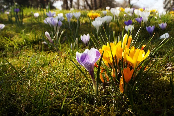 En våren äng full av crocus blommor. — Stockfoto