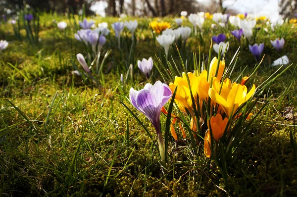 Un prato primaverile pieno di fiori di croco . — Foto Stock