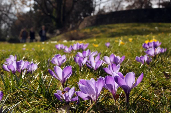 Spring meadow full of purple croccuses — Stock Photo, Image