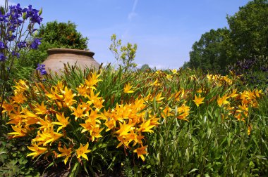 Daylily önünde eski bir amfora parlayan sarı