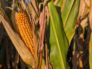 A corn cob glows in the warm autumn light between the lush green leaves in the field