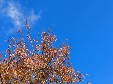 The crown of the old ornamental cherry tree. The leaves shine bright red in the warm autumn sunshine.