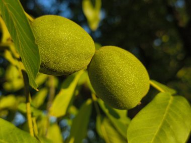 Yaşlı ceviz ağacı sonbaharda yemyeşil bir gölgeliğe sahiptir ve iki büyük ceviz meyvesi sıcak öğleden sonra ışığında neredeyse parlar..