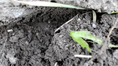 Karıncalar yerde koşuyor. Yakın plan.