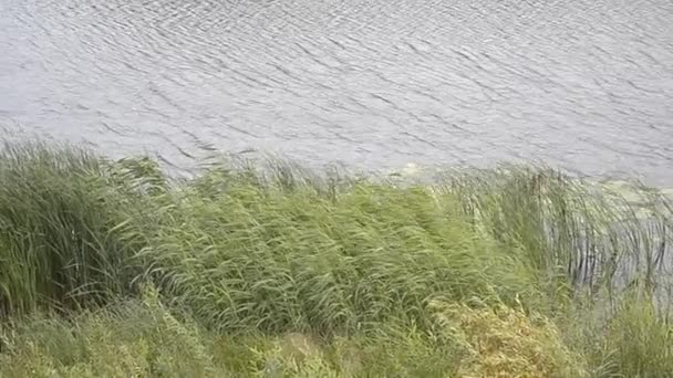 Water en riet — Stockvideo