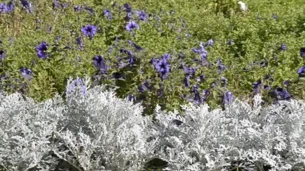 Flores en el parque — Vídeo de stock