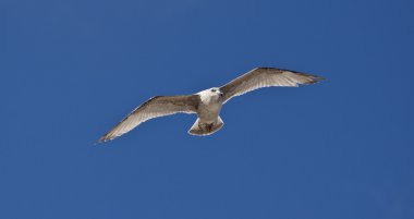 gökyüzü arka plan üzerinde martı