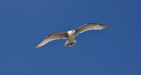 gökyüzü arka plan üzerinde martı