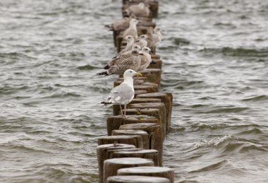 ahşap kazık üstünde martılar