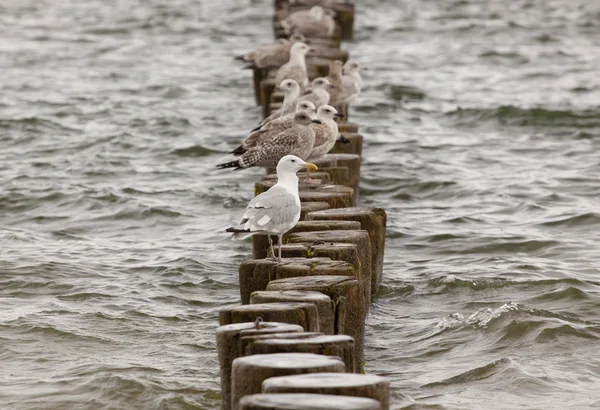 ahşap kazık üstünde martılar