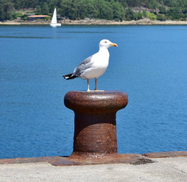 Herring gull on a rusty iron mooring post in a galician harbor. Galicia, Spain.