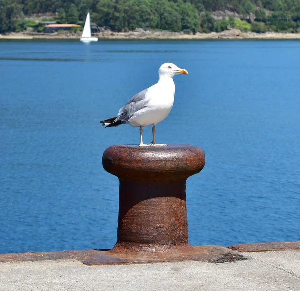 Herring Gull Rusty Iron Mooring Post Galician Harbor Galicia Spain ロイヤリティフリーのストック写真