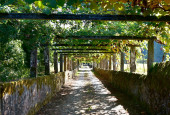Stezka s vinnou révou ve slavné vinařské oblasti Albario. Cambados, Rias Baixas, Pontevedra, Galicia, Španělsko.