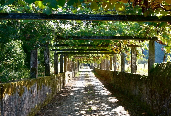 Footpath Vine Tree Famous Albario Wine Region Cambados Rias Baixas Immagine Stock