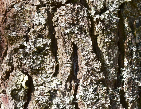 Pine Tree Bark Background Wood Texture Sunlight — Stock Photo, Image