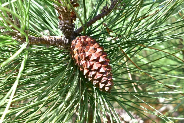 Sfondo Albero Pino Pinecone Aghi Primo Piano Con Luce Solare — Foto Stock