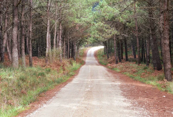 Pine tree forest with forest track.