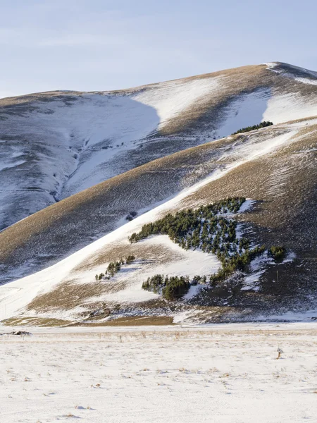 View of forest trees in snowy plateau of Castelluccio di Norcia — Stock Photo, Image