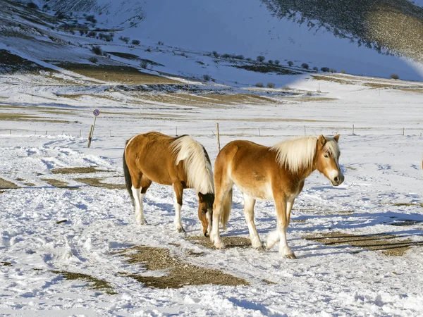 Pony nell'altopiano innevato di Castelluccio di Norcia, Umbria , — Foto Stock