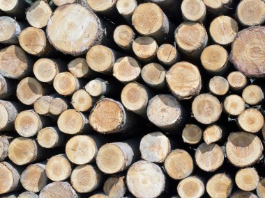 tree trunks stacked like in a mosaic