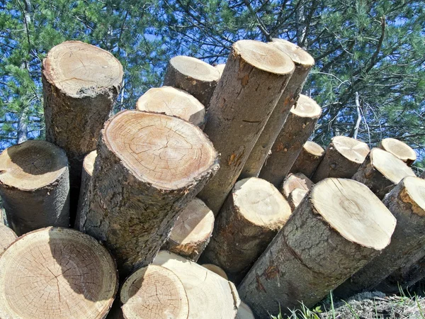 Trunks stacked  appear like  cannons — Stock Photo, Image