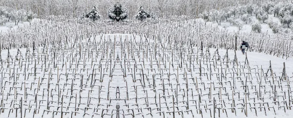 Uomo che cammina tra filari di viti nella neve Fotografia Stock