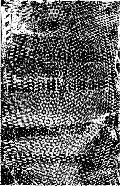 Siyah beyaz desenli, noktalı, lekeli, çizik ve çizikli sıkıntılı bir arkaplan. Soyut vektör illüstrasyonu.