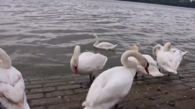 Nehir kıyısındaki kuğular doğa arka planında