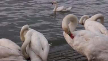 Nehir kıyısındaki kuğular doğa arka planında