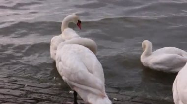 Nehir kıyısındaki kuğular doğa arka planında