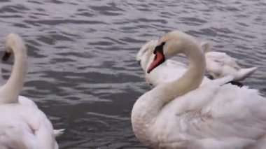 Nehir kıyısındaki kuğular doğa arka planında
