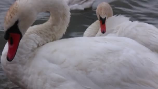 Nehir Kıyısındaki Kuğular Doğa Arka Planında — Stok video