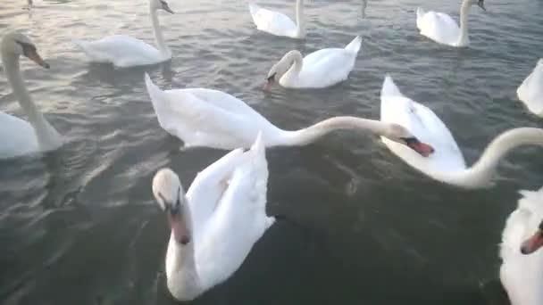 Labutě Břehu Řeky Přírodním Pozadí — Stock video