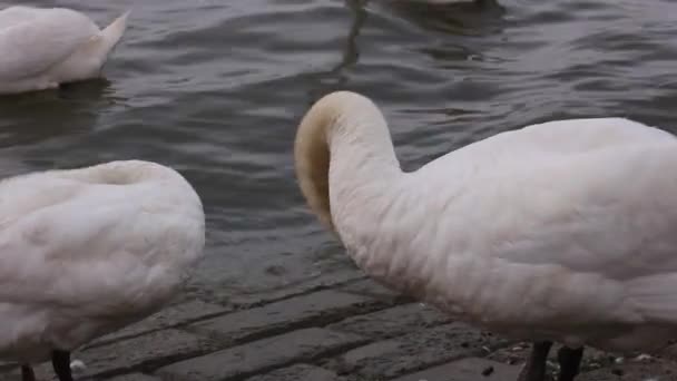 Cisnes Margem Rio Fundo Natureza — Vídeo de Stock