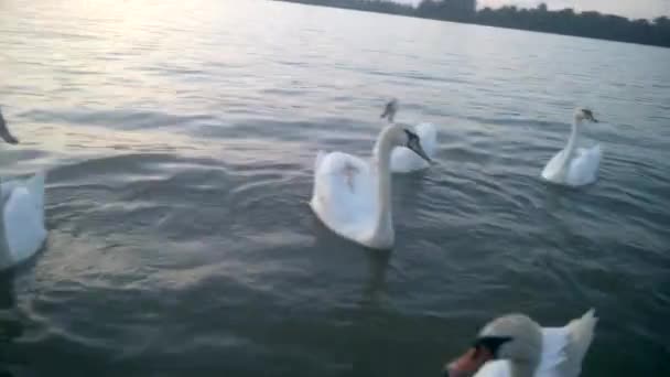 Svanar Flodstranden Natur Bakgrund — Stockvideo