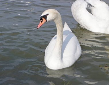 Güzel kuğular karanlık sularda yüzüyor..