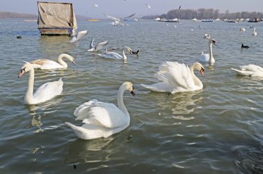 Güzel kuğular karanlık sularda yüzüyor..