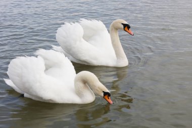 Güzel kuğular karanlık sularda yüzüyor..
