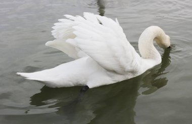 Güzel Kuğu karanlık sularda yüzüyor..