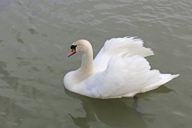 Güzel Kuğu karanlık sularda yüzüyor..