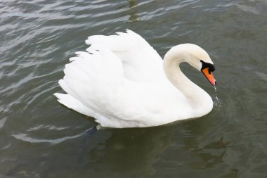 Güzel Kuğu karanlık sularda yüzüyor..