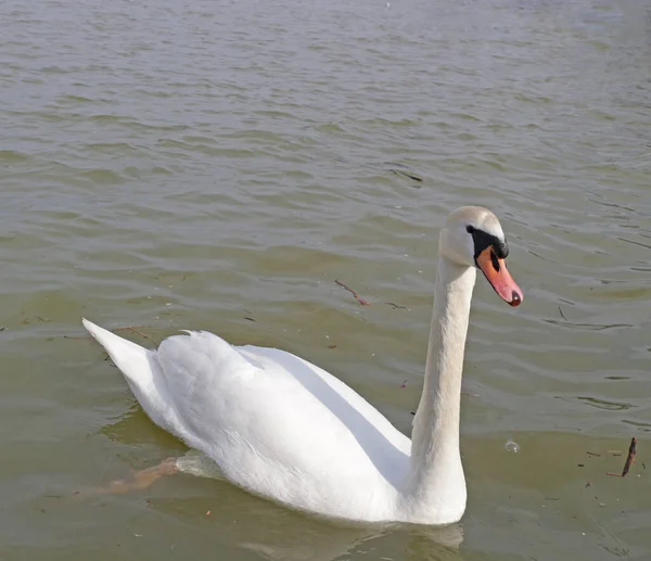 Beau Cygne Nageant Dans Les Eaux Sombres — Photo