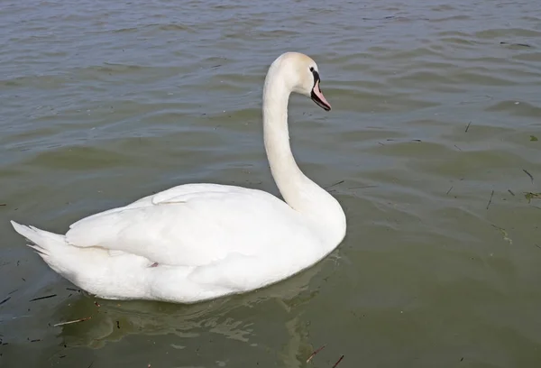 Bellissimo Cigno Che Nuota Acque Scure — Foto Stock