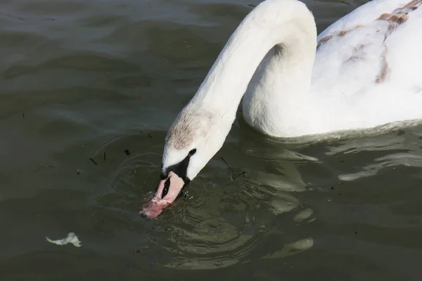 Beautiful Swan Swimming Dark Waters — Stock Photo, Image