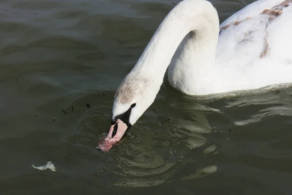 Beau Cygne Nageant Dans Les Eaux Sombres — Photo