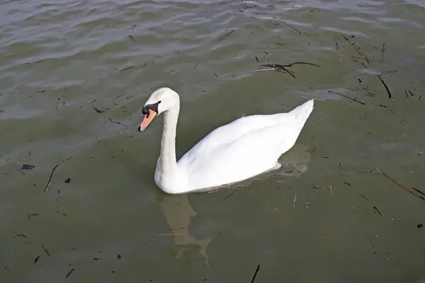 Hermoso Cisne Nadando Aguas Oscuras —  Fotos de Stock