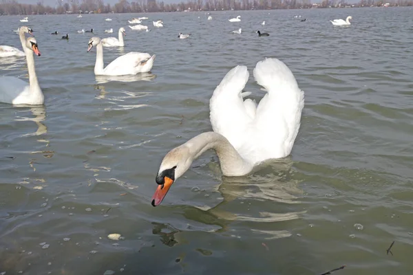 Beautiful Swans Swimming Dark Waters — Stock Photo, Image