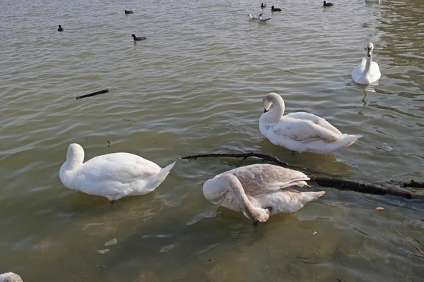 Hermosos Cisnes Nadando Aguas Oscuras — Foto de Stock